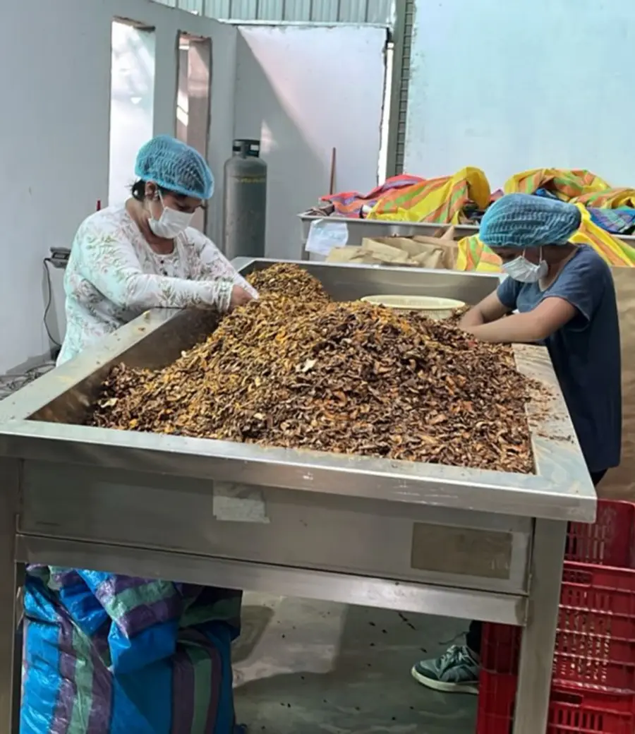 Harvest at the source in Pichanaki