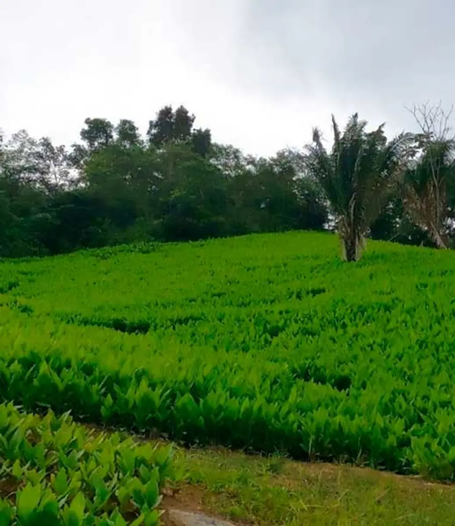 Turmeric plantation in Chanchamayo